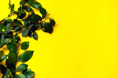 Raxus Hypericum sarı arka planda çiçekçi çiçekleri için dallar