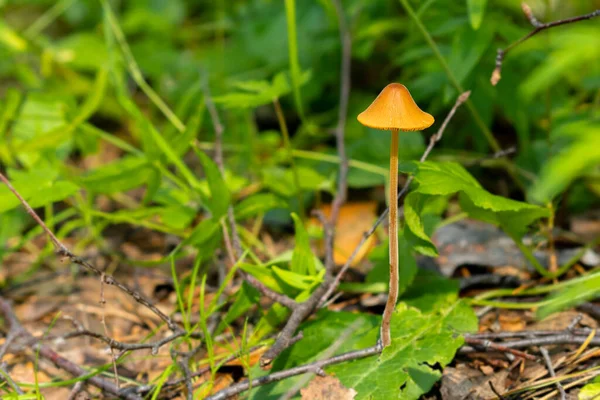 Cogumelos na floresta crescem no chão natural selvagem — Fotografia de Stock