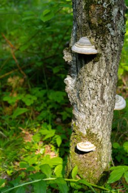 Ormandaki bir ağaçtaki mantarlar.