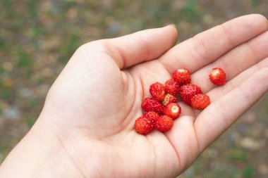 Avucunun içindeki orman çilekleri. Yüksek kalite fotoğraf