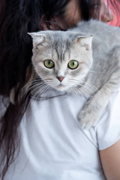 Güzel gri bir kedi sahibinin omzunda oturur ve kameraya bakar.