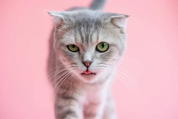 Güzel gri kedi pembe arka planda dudaklarını yalıyor.