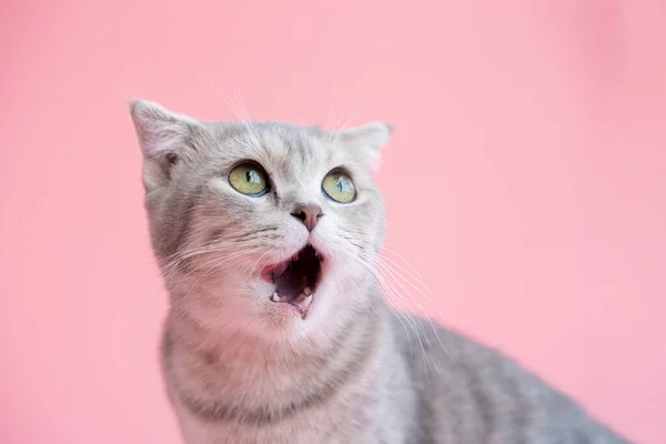 Güzel gri kedi pembe arka planda dudaklarını yalıyor.