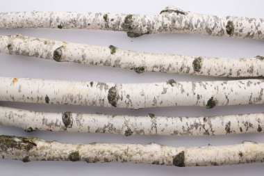 A few birch sticks with smooth, white bark and delicate textures, arranged on a light background.