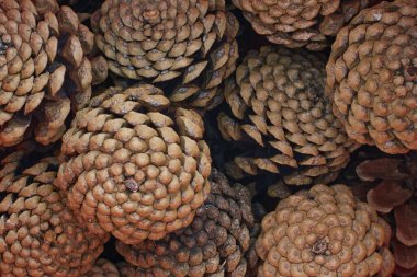 A Pile of pine cones. Bottom view