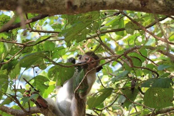 Toque Macaque Also Called Rilewa Rilawa Monkey Sri Lanka — Stock Photo, Image
