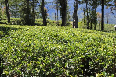 Çay bitki, Nuwara Eliya, Sri Lanka
