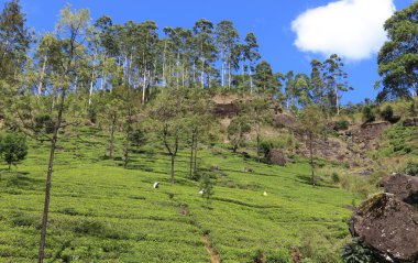 Kimliği belirsiz kadın Nuwara Eliya, Sri Lanka yakınındaki çay toplama, çay plantasyon yatay