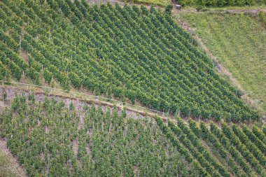 Almanya 'daki teras Mosel bağında yamaçlara asma ve terasları destekleyen taş duvarlar dikilmiş. Geleneksel ekolojik ve kırsal manzaralı tarım şarabı bölgesi manzarası.