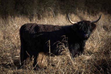 Full Highland sığırları akşam güneşi altında uzun ve kuru çimenlerin üzerinde duruyor, kameraya bakıyor, sakin kırsal kesime bakıyor.