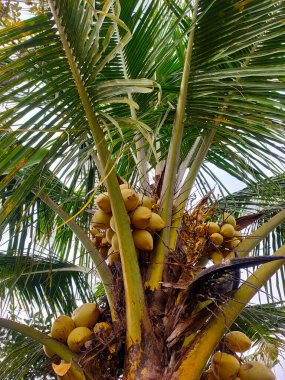 Bir palmiye ağacında toplanmış sayısız olgun, altın hindistan cevizinden oluşan canlı bir kare, bereketli tropikal ödül sergiliyor.