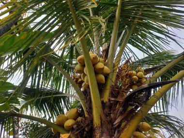 Bir palmiye ağacında toplanmış sayısız olgun, altın hindistan cevizinden oluşan canlı bir kare, bereketli tropikal ödül sergiliyor. 