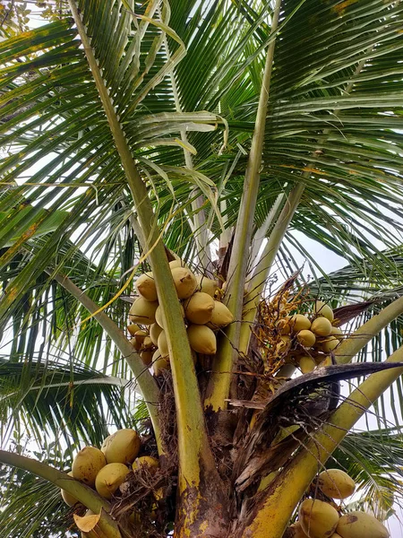 Bir palmiye ağacında toplanmış sayısız olgun, altın hindistan cevizinden oluşan canlı bir kare, bereketli tropikal ödül sergiliyor.