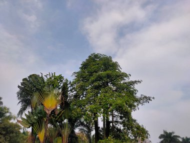 Bereketli bir gezginin palmiyesinin ve diğer yeşil ağaçların olduğu canlı bir tropikal sahne dağınık beyaz bulutlu parlak mavi gökyüzüne karşı kurulmuştur.