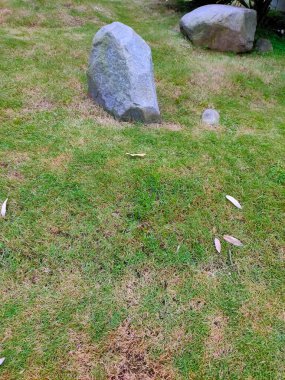 İki büyük gri taş canlı yeşil bir çimenlikte duruyor. Bu basit, doğal kompozisyon, meditasyon, bahçıvanlık ve peyzaj tasarımı temaları için ideal, dingin ve sağlam bir duygu yaratır..