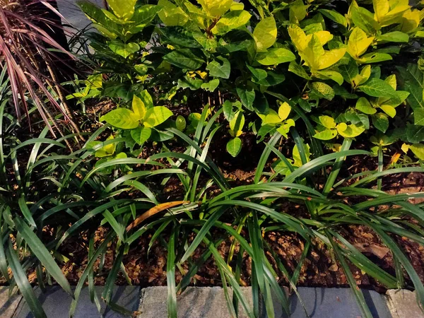 Canlı bir bahçe yatağının yakın plan görüntüsü farklı yaprak şekillerine ve dokularına sahip çeşitli yeşil bitkileri, ılık doğal ışık altında sergiliyor.