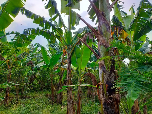 Düşük açılı bir manzara, bir muz ağacının geniş, dokulu yaprakları ve başka bir bitkinin narin yapraklarının parlak gökyüzüne uzandığı gür ve yoğun bir tropikal tepe örtüsünü yakalar.