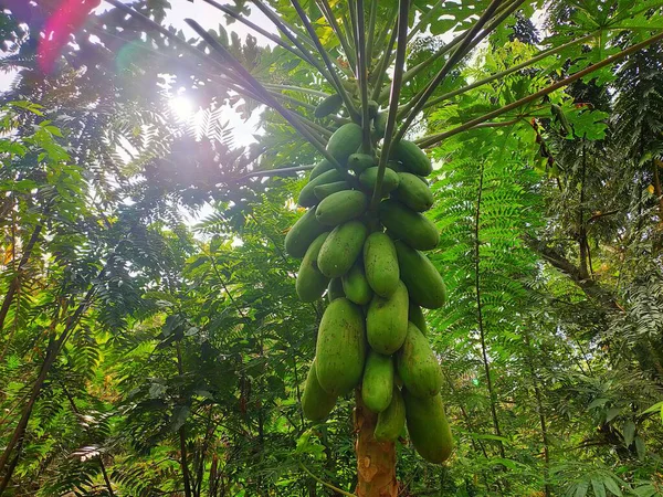 Güneş Işığı Altında Yeşil Papayalarla dolu Tropikal Meyve Ağacı