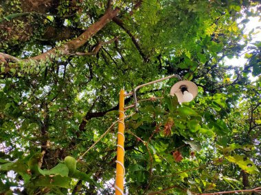 Açık hava aydınlatma armatürüne yakın ağaç dallarında arı kolonisi