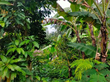 Bereketli Yeşillik ile Bereketli Tropikal Yağmur Ormanları Tepesi