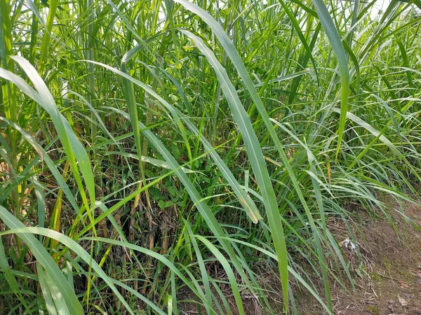 Çiyli, güneşli bir tarlada yemyeşil çimenler büyüyor.