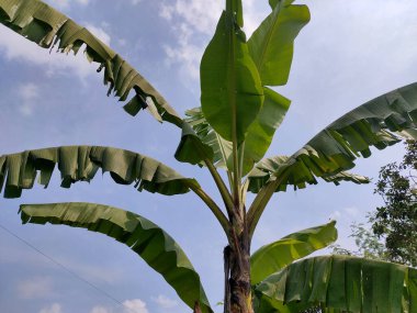 Canlı Yeşil Muz Açık Mavi Gökyüzünün Altında Yavaşça Sallanıyor