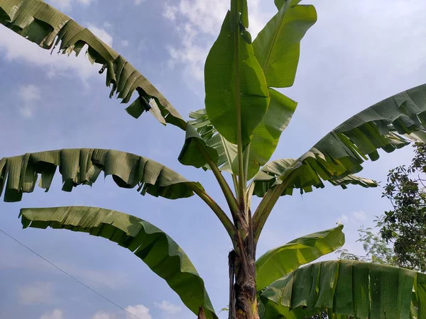 Canlı Yeşil Muz Açık Mavi Gökyüzünün Altında Yavaşça Sallanıyor