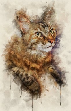 Tekir kedi portresi suluboya illüstrasyon