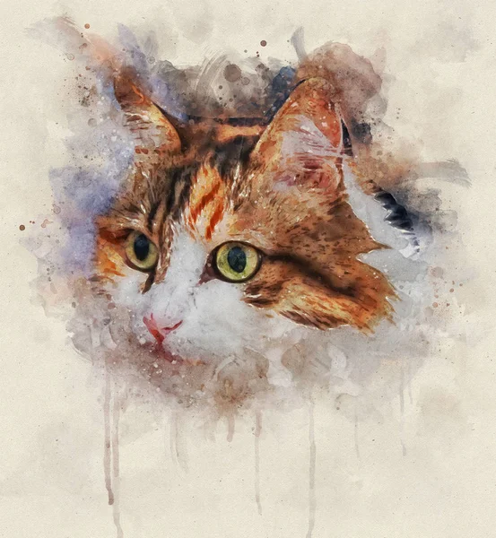 Acuarela Retrato ilustración de un gato calico — Foto de Stock