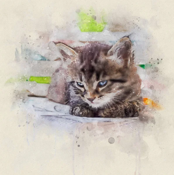 Aquarell-Illustration, Porträt einer kleinen gestromten Katze mit blu — Stockfoto