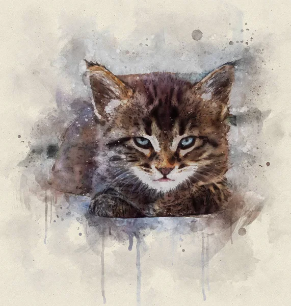 Aquarell-Illustration, Porträt einer kleinen gestromten Katze mit blu — Stockfoto
