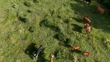 Evcil sığır sürüsü. İHA atışı