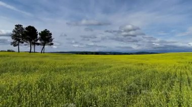 Güzel bir yaz manzarası, sarı tarlaları ve kırsalda mavi bulutlu gökyüzü..