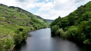 Dağlarda eski üzüm bağları olan bir nehrin havadan görünüşü. Ribeira Sacra