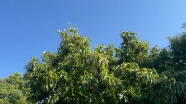 Hafif bir meltem, meyvelerle dolu bir kestane ağacının dallarını hareket ettirir..