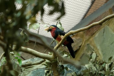 Bir dal üzerinde sakallı bir barbet (Pogonornis dubius)