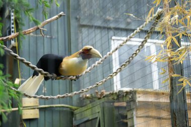 Farnham, Surrey, İngiltere. 15 Mayıs 2025. Blyth 'in boynuz gagası Kuş Dünyası' nda ipten ipe zıplıyor..