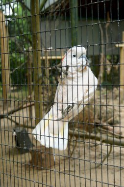 Kuşhanesinde bir Moluccan ya da Somon armalı kakadu.