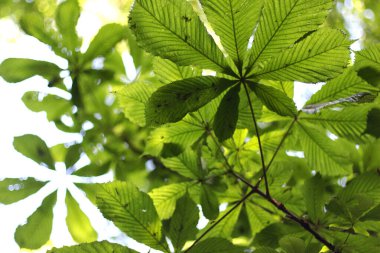 Baharda kestane ağacının yeşil yaprakları, yakın plan. 