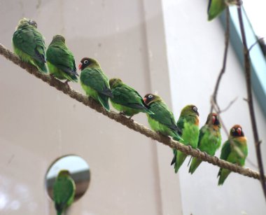 Bir dalda siyah yanaklı muhabbet kuşları.
