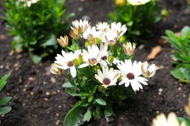 Yeşil yaprakları ve zengin toprağı olan bir bahçe yatağında açan koyu renkli papatyaları olan papatyalar..