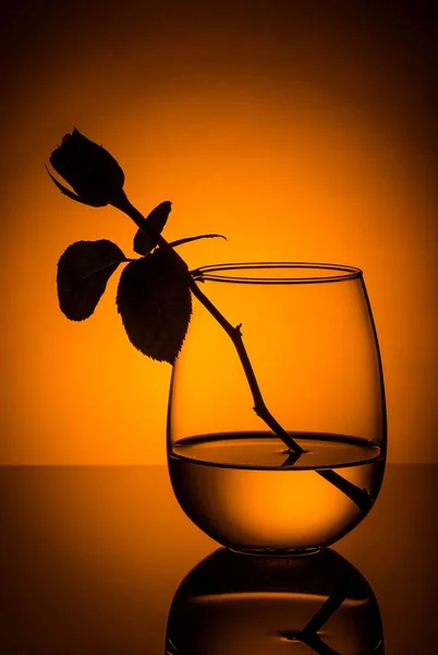Beautiful rose in a transparent vase on a evening light background