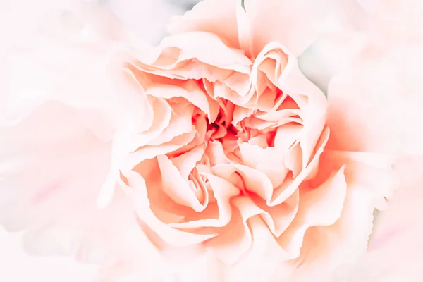 Enfoque suave de primer plano flor de clavel pastel . — Foto de Stock