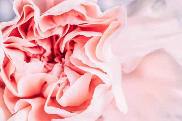 Enfoque suave de primer plano flor de clavel pastel — Foto de Stock