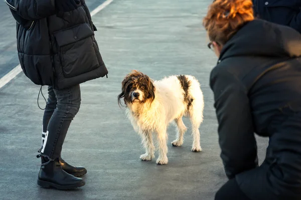 Niedlicher zotteliger Hund mit traurigen intelligenten Augen, der zu einer rothaarigen Frau aufschaut — Stockfoto