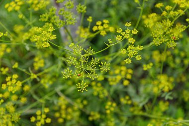 yaz yeşil ot arka plan