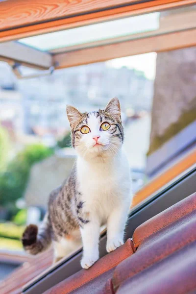 Aile içi beyaz ve gri kedi ayakta kiremitli çatıya. Kedi seyir