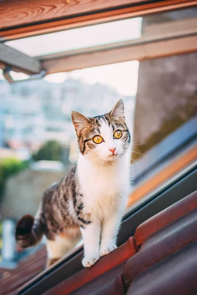 Aile içi beyaz ve gri kedi ayakta kiremitli çatıya