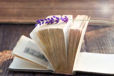 Vintage açık kitap ve lavanta çiçeği. Güneş ışığı, yumuşak odak