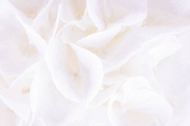 Beyaz çiçek arka plan. Beyaz ortanca veya HORTENSIA çiçek. Yakın çekim, kopya alanı metin için